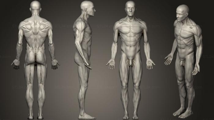 Anatomy of skeletons and skulls (Human anatomy, ANTM_0670) 3D models for cnc